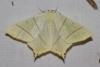 Ourapteryx sambucaria